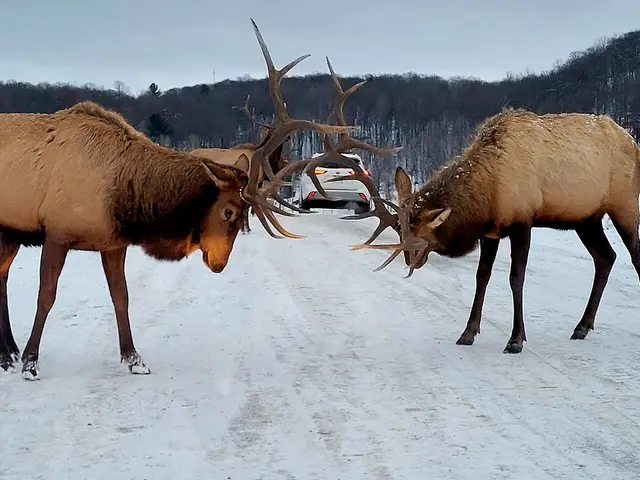 Elk at Parc Omega, a drive-through wildlife park in Montebello, Quebec